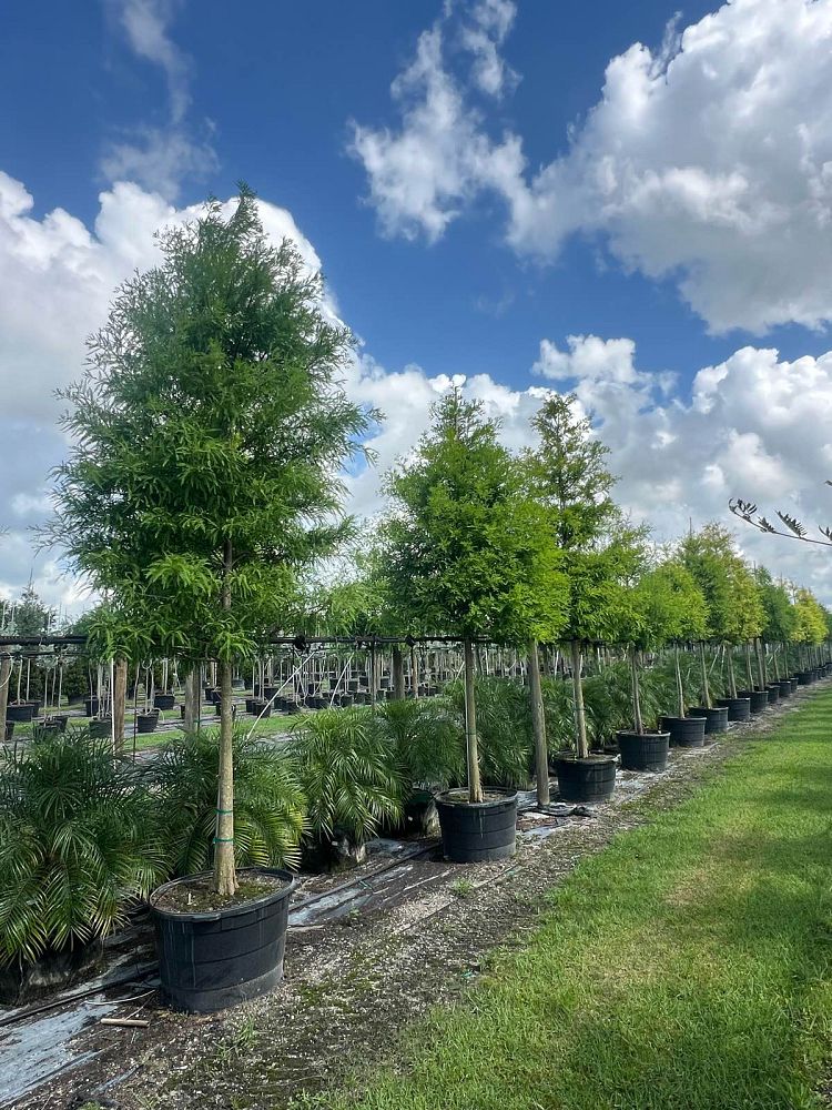 taxodium-distichum-bald-cypress