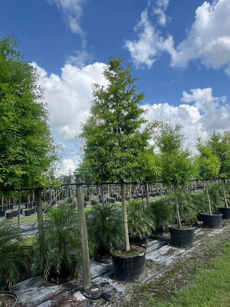 taxodium-distichum-bald-cypress