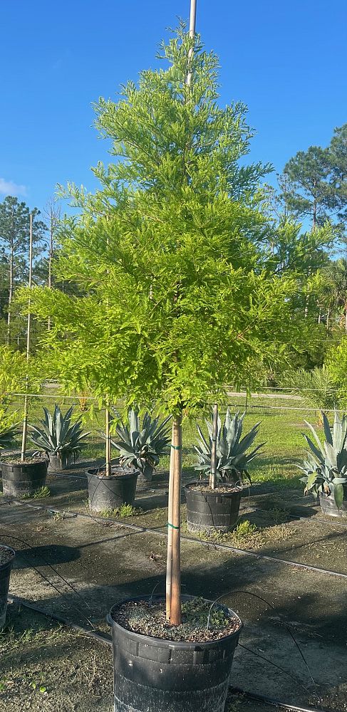 taxodium-distichum-bald-cypress