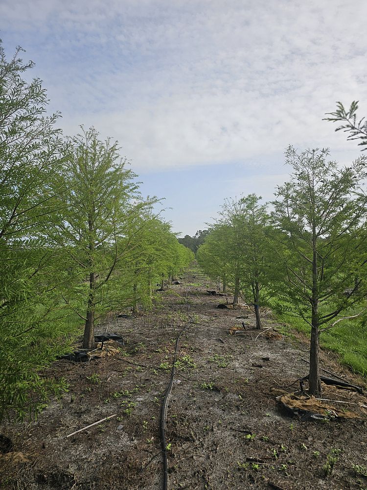 taxodium-distichum-bald-cypress