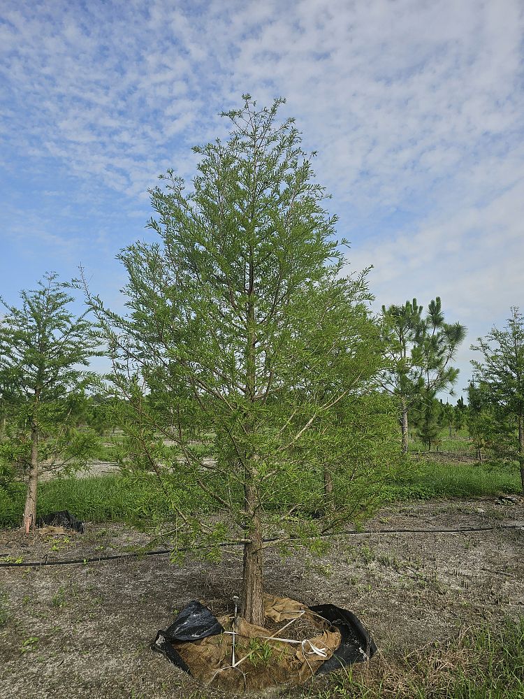 taxodium-distichum-bald-cypress
