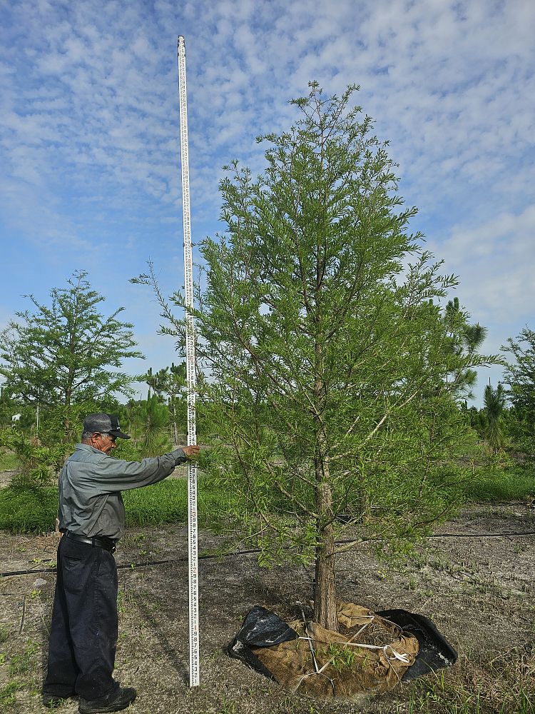 taxodium-distichum-bald-cypress