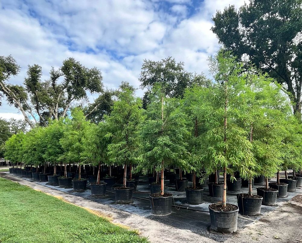 taxodium-distichum-bald-cypress