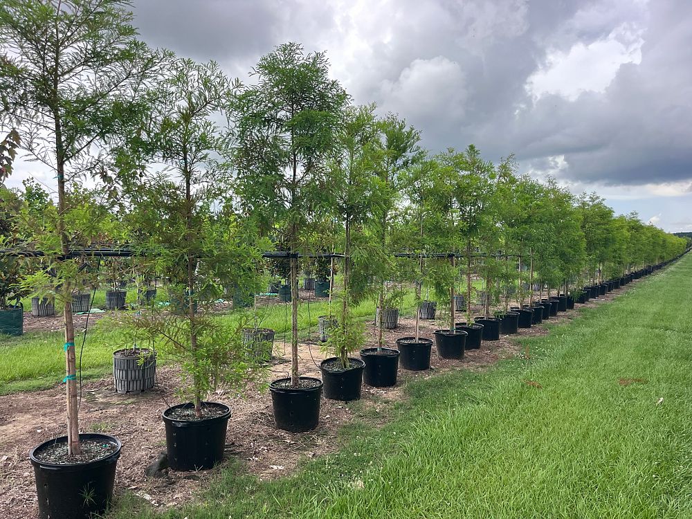 taxodium-distichum-bald-cypress