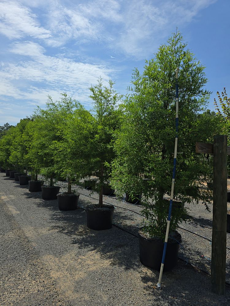 taxodium-distichum-bald-cypress