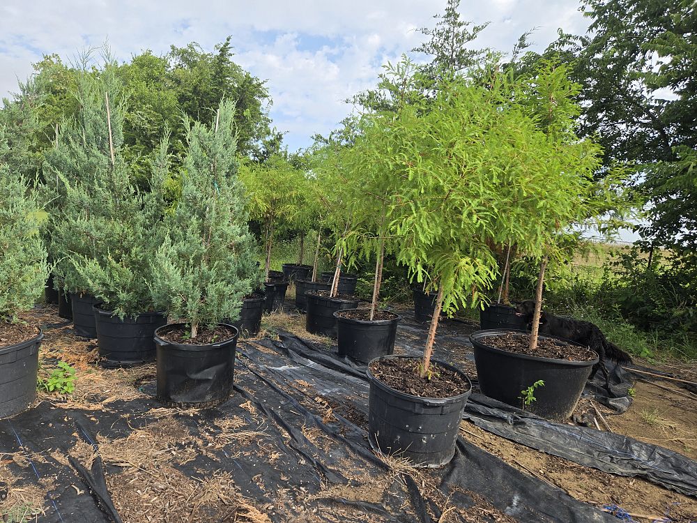 taxodium-distichum-bald-cypress