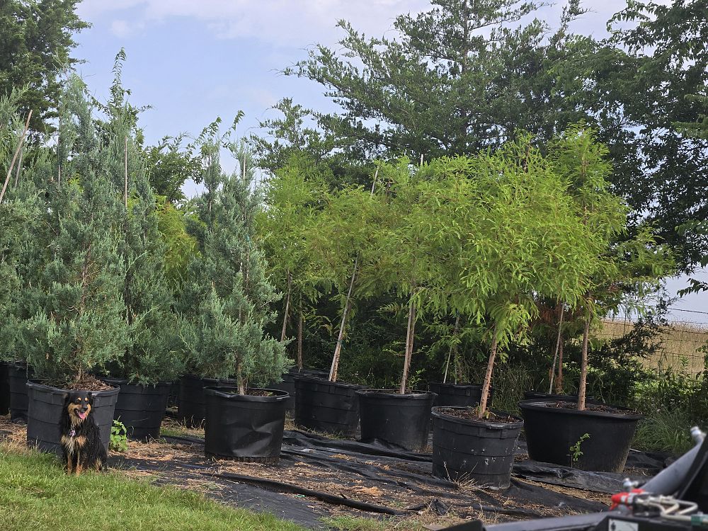 taxodium-distichum-bald-cypress