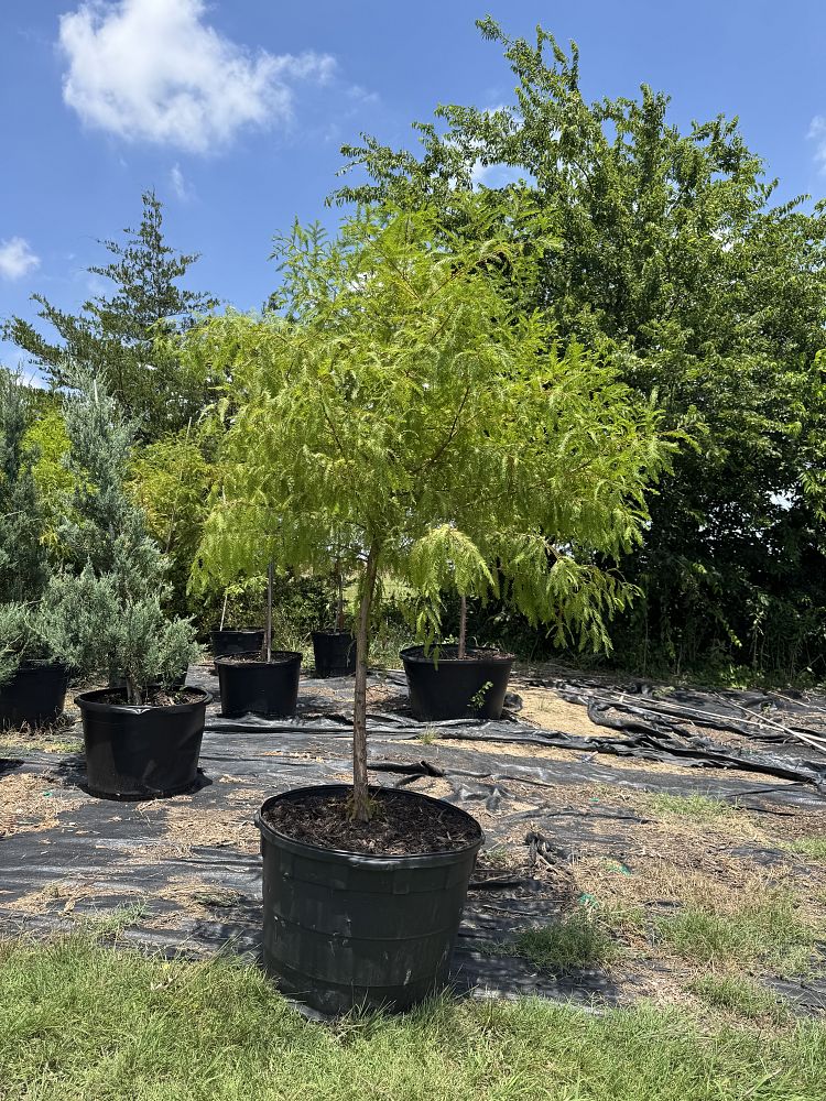 taxodium-distichum-bald-cypress