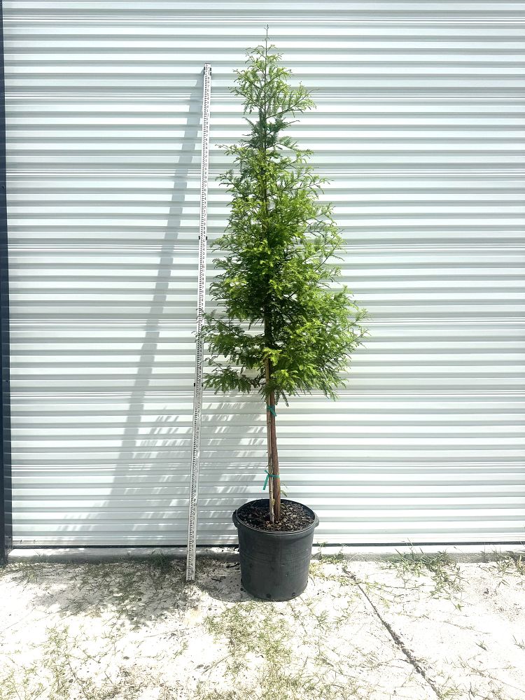taxodium-distichum-bald-cypress