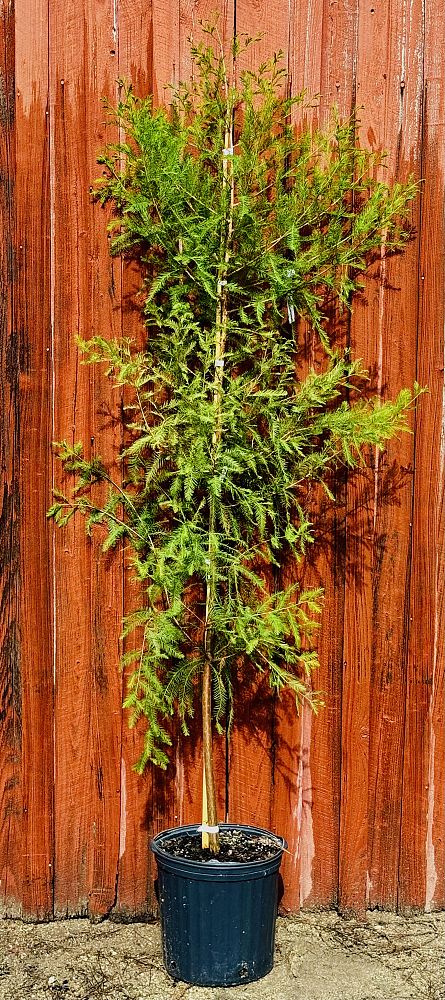 taxodium-distichum-bald-cypress