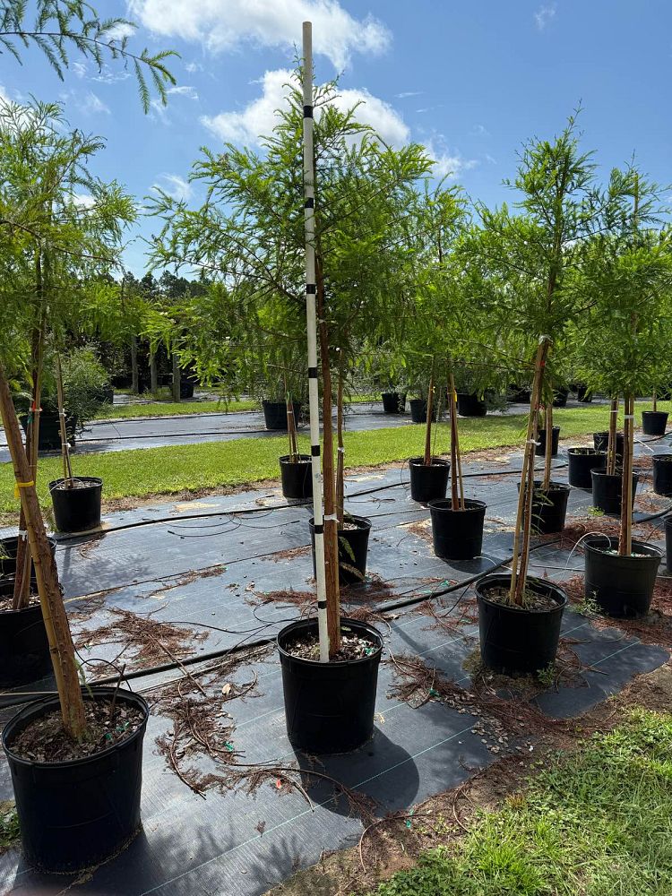 taxodium-distichum-bald-cypress