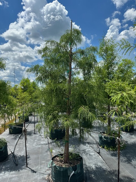 taxodium-distichum-bald-cypress