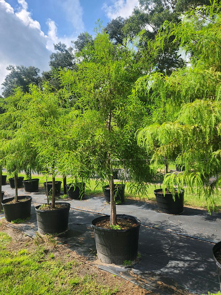 taxodium-distichum-bald-cypress