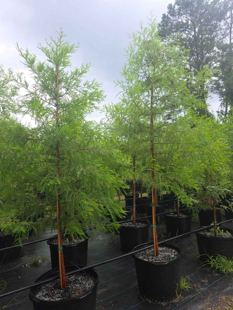 taxodium-distichum-bald-cypress