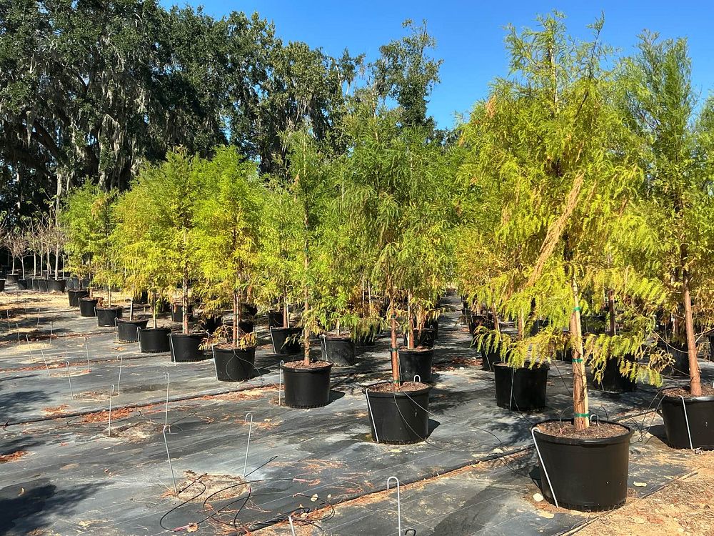 taxodium-distichum-bald-cypress