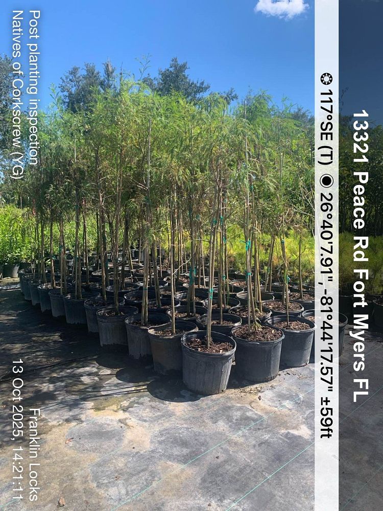 taxodium-distichum-bald-cypress