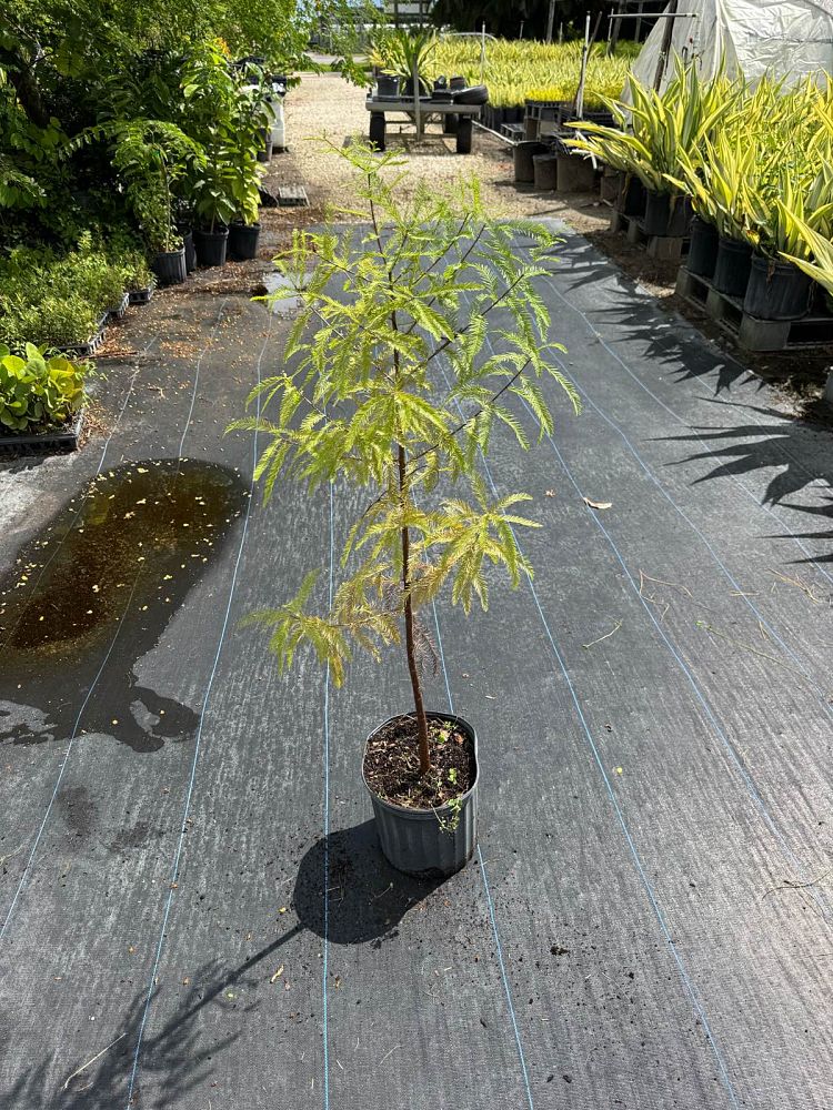 taxodium-distichum-bald-cypress
