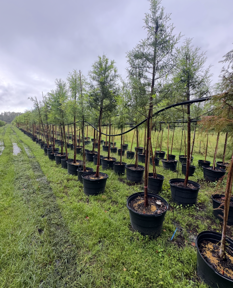 taxodium-distichum-bald-cypress
