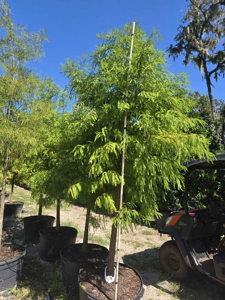 taxodium-distichum-bald-cypress