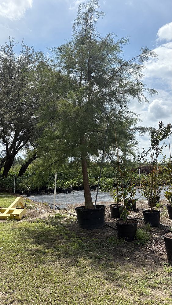 taxodium-distichum-bald-cypress