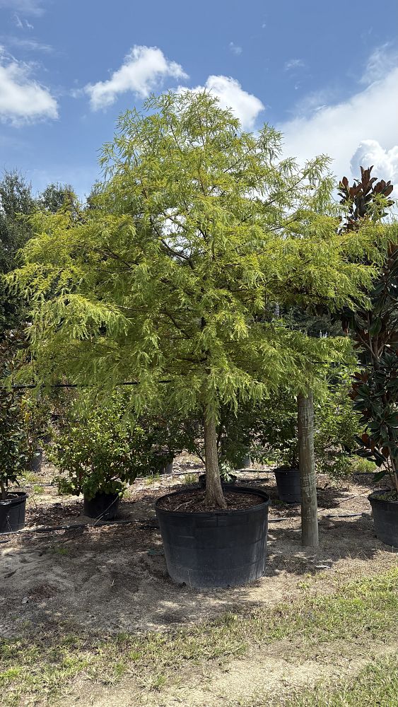 taxodium-distichum-bald-cypress