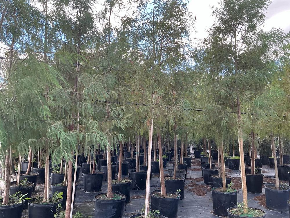 taxodium-distichum-bald-cypress