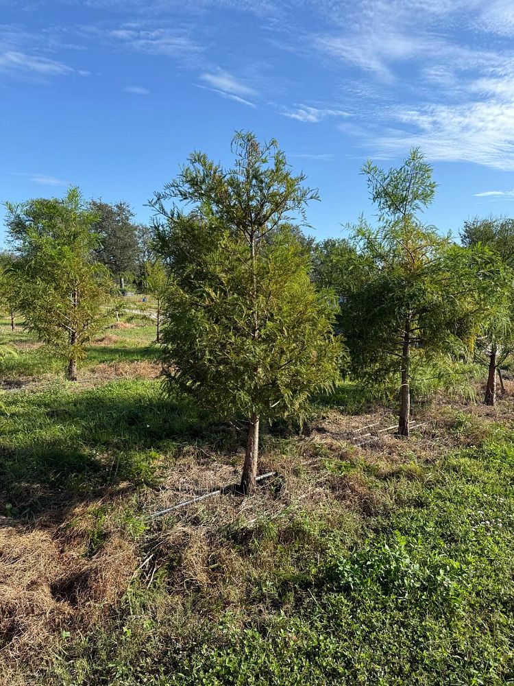 taxodium-distichum-bald-cypress