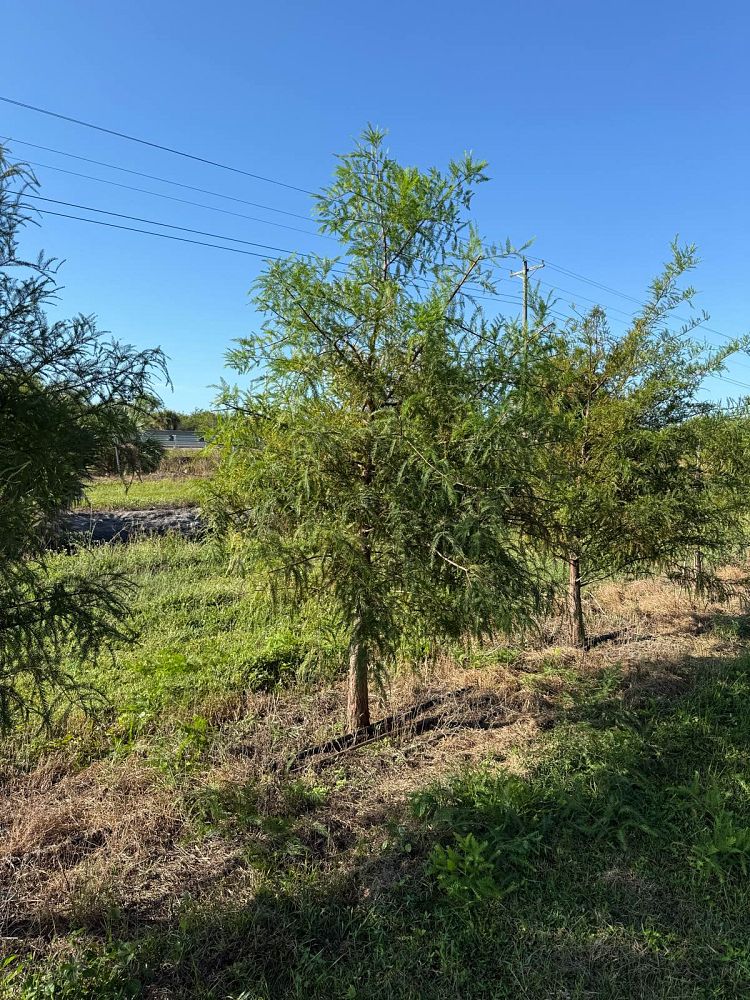 taxodium-distichum-bald-cypress