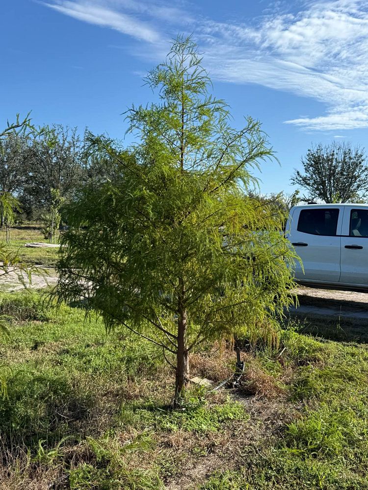 taxodium-distichum-bald-cypress