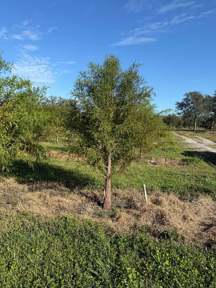 taxodium-distichum-bald-cypress