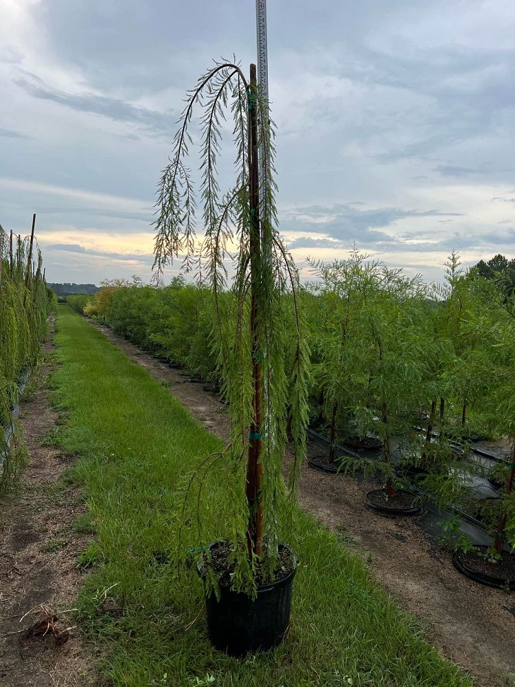 taxodium-distichum-cascade-falls-weeping-bald-cypress