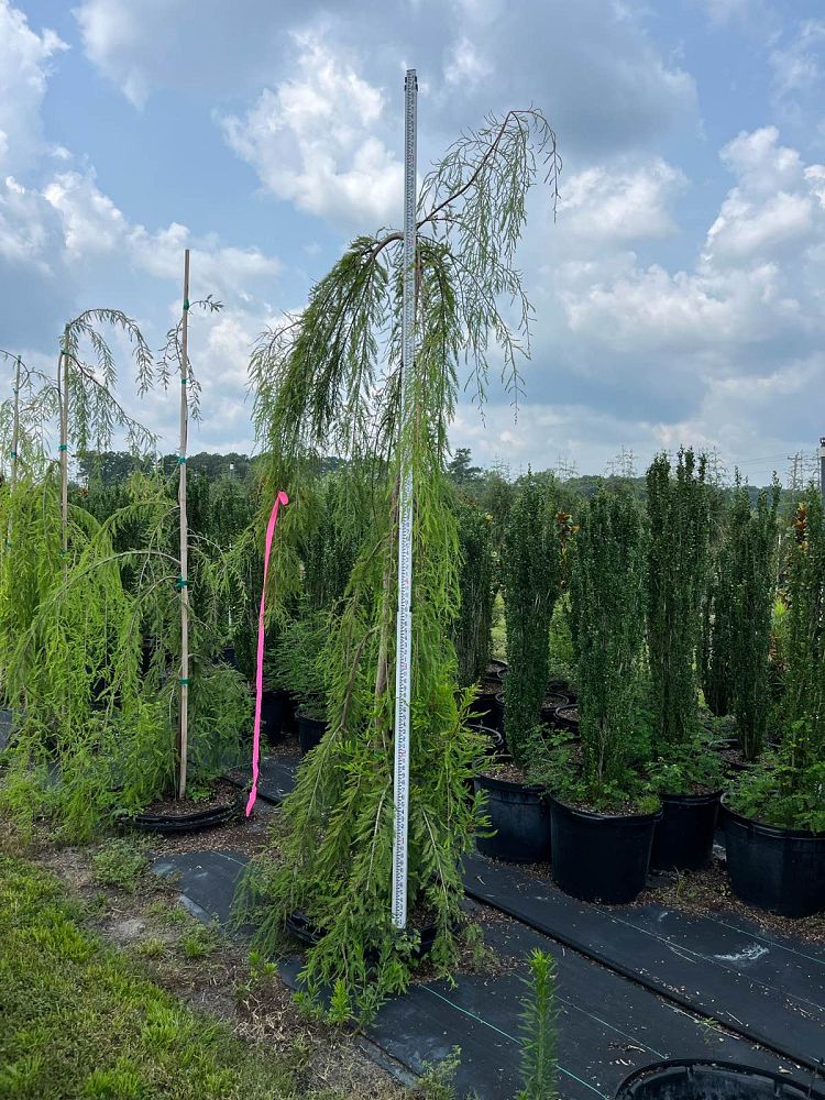 taxodium-distichum-cascade-falls-weeping-bald-cypress