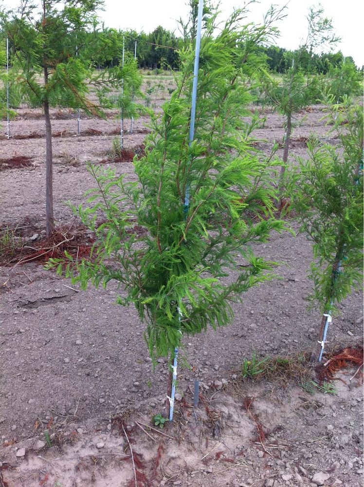 taxodium-distichum-cody-s-feathers-bald-cypress