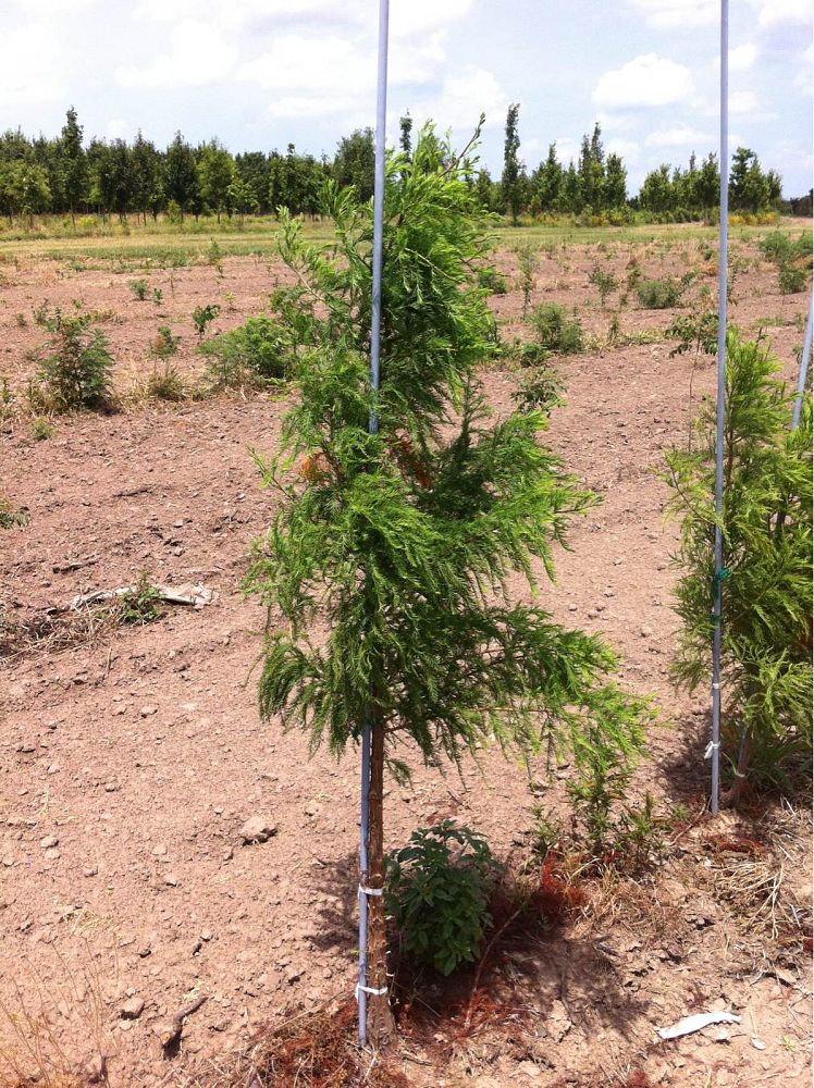 taxodium-distichum-crazy-horse-bald-cypress