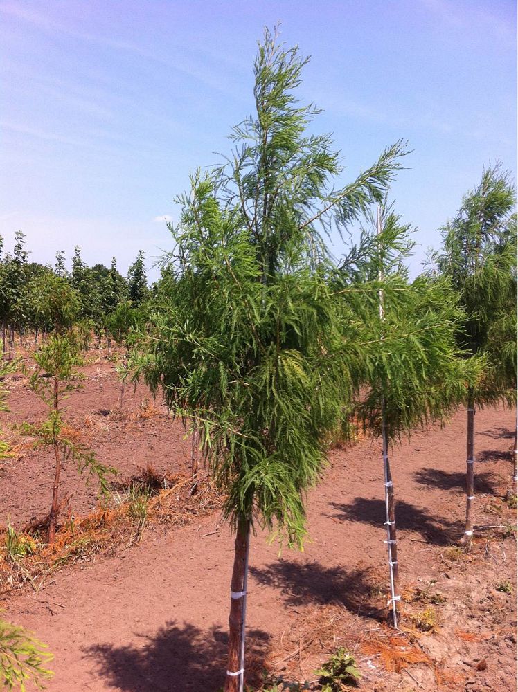 taxodium-distichum-crazy-horse-bald-cypress