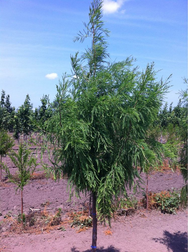 taxodium-distichum-crazy-horse-bald-cypress