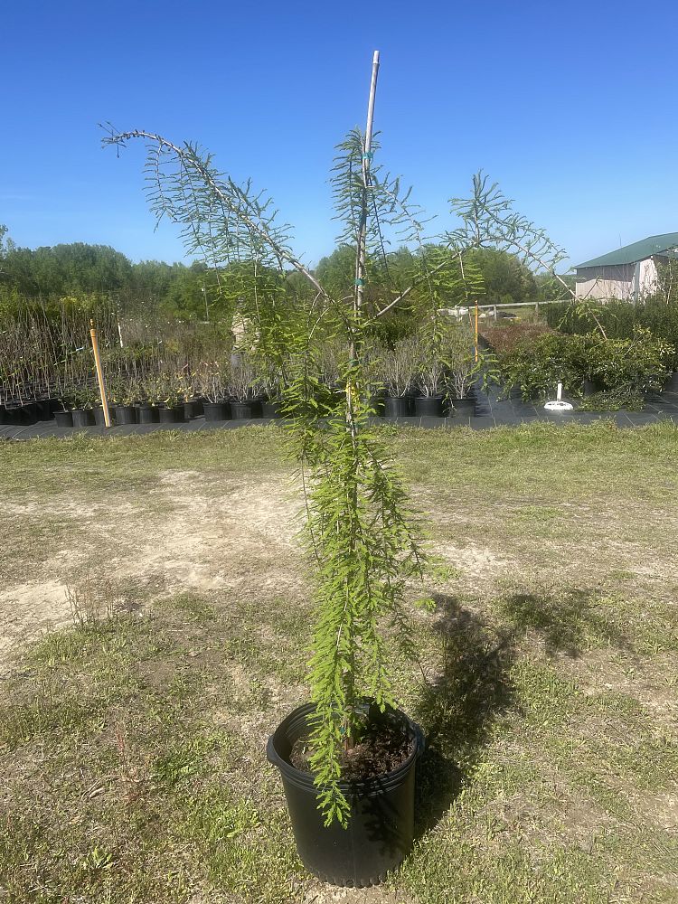 taxodium-distichum-falling-waters-bald-cypress