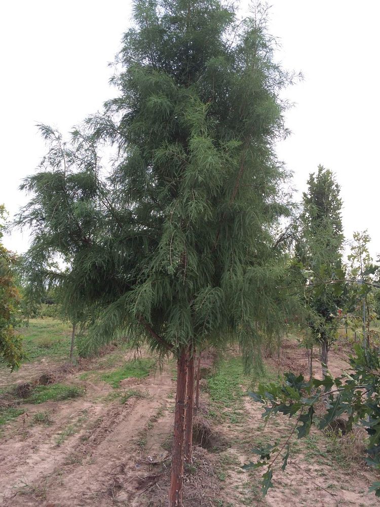 taxodium-distichum-mickelson-bald-cypress-shawnee-brave