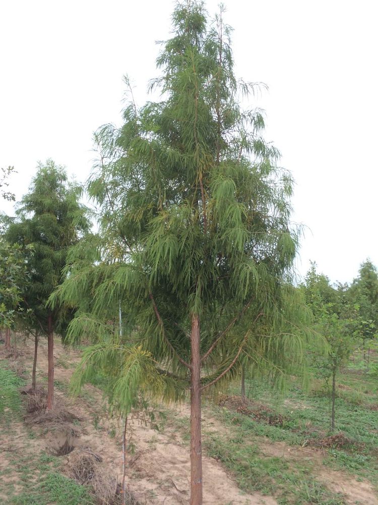 taxodium-distichum-mickelson-bald-cypress-shawnee-brave