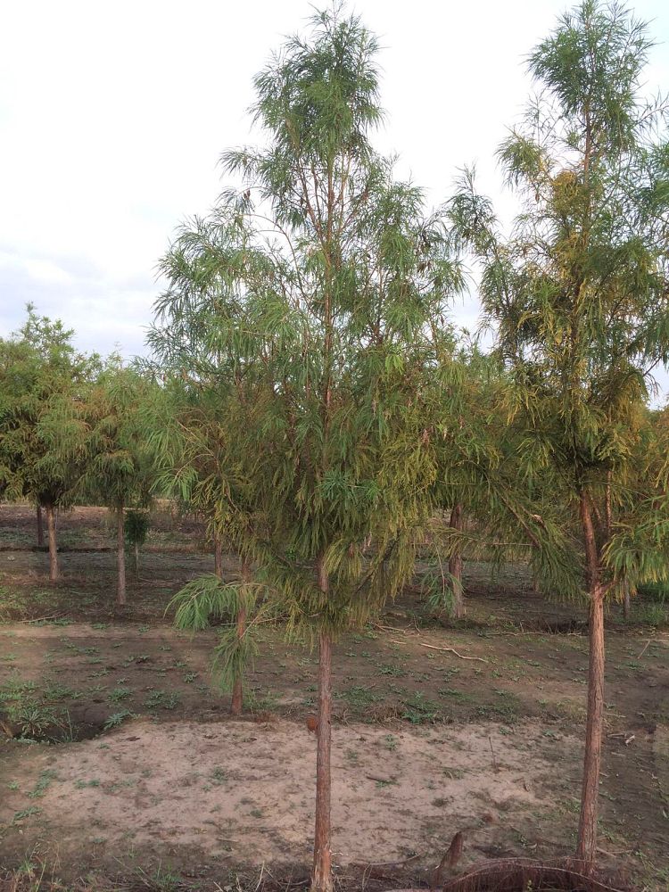 taxodium-distichum-mickelson-bald-cypress-shawnee-brave