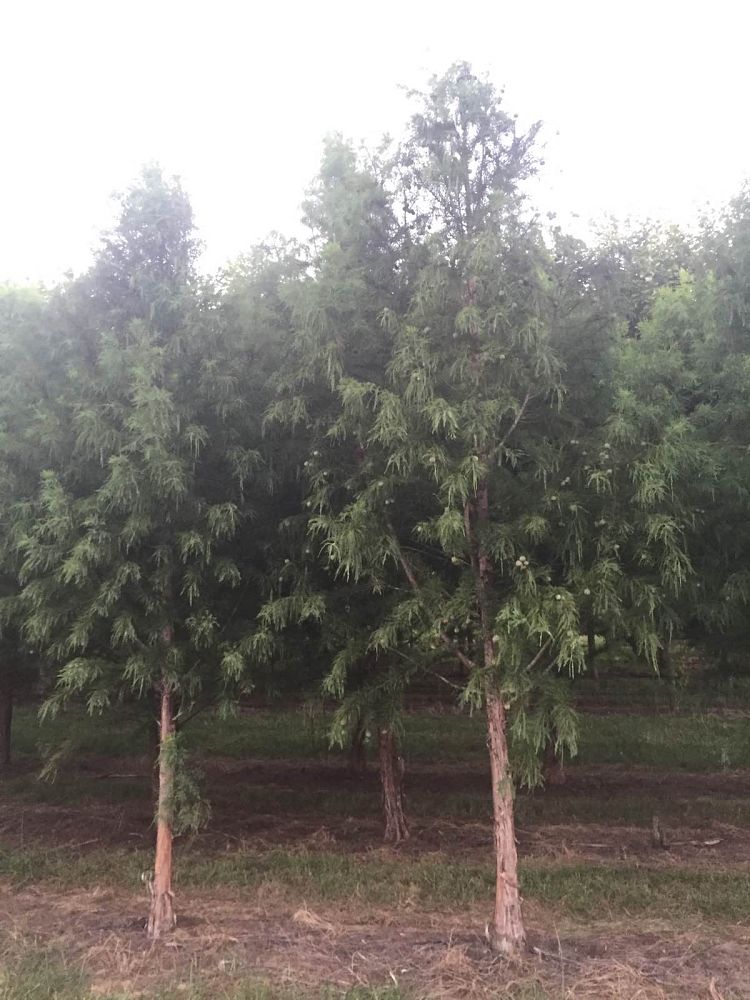 taxodium-distichum-mickelson-bald-cypress-shawnee-brave