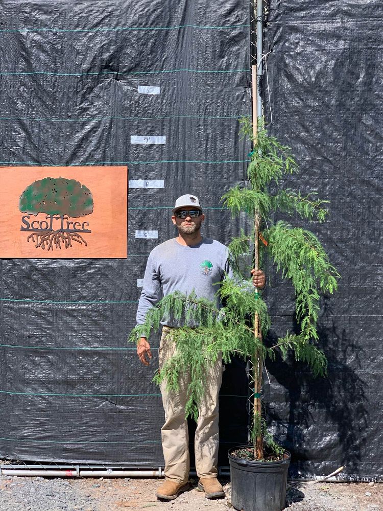 taxodium-distichum-mickelson-bald-cypress-shawnee-brave