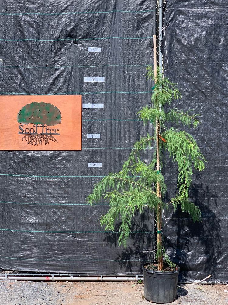 taxodium-distichum-mickelson-bald-cypress-shawnee-brave