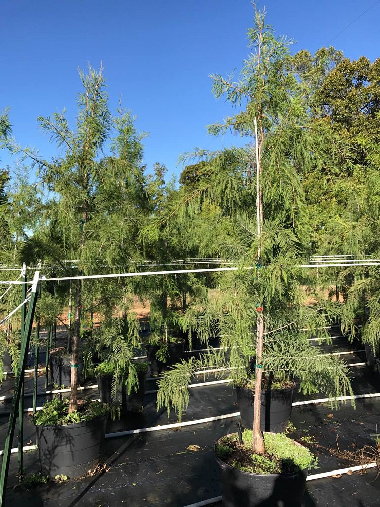 taxodium-distichum-mickelson-bald-cypress-shawnee-brave