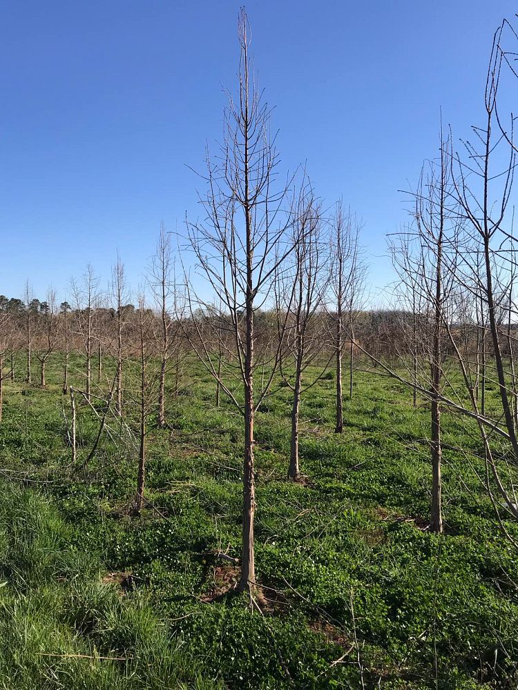 taxodium-distichum-mickelson-bald-cypress-shawnee-brave