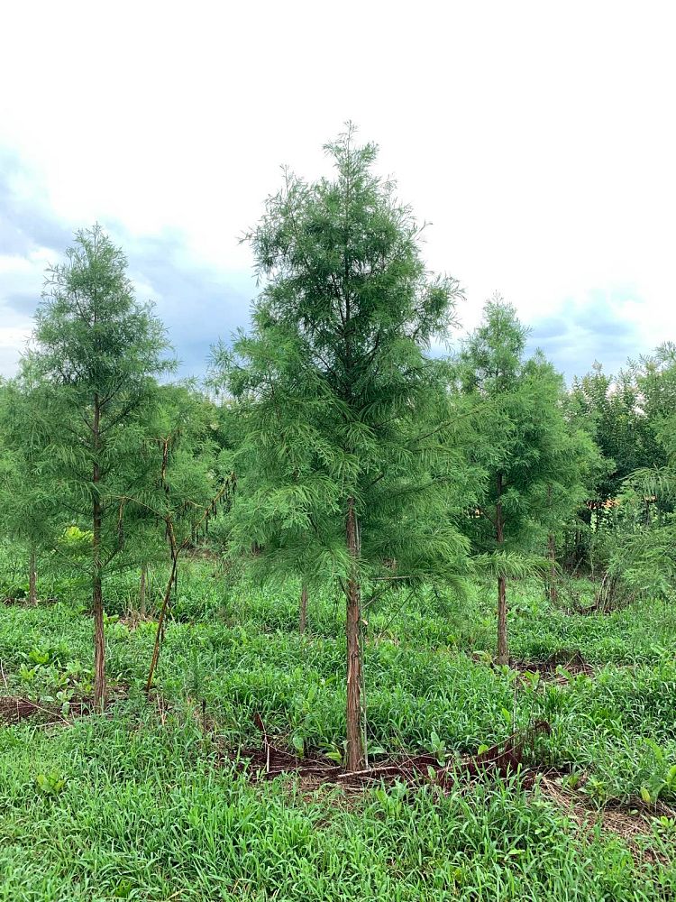 taxodium-distichum-mickelson-bald-cypress-shawnee-brave