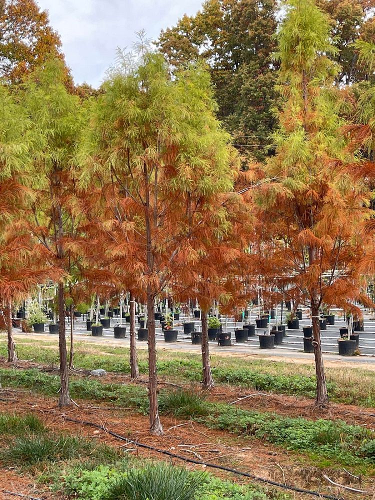 taxodium-distichum-mickelson-bald-cypress-shawnee-brave