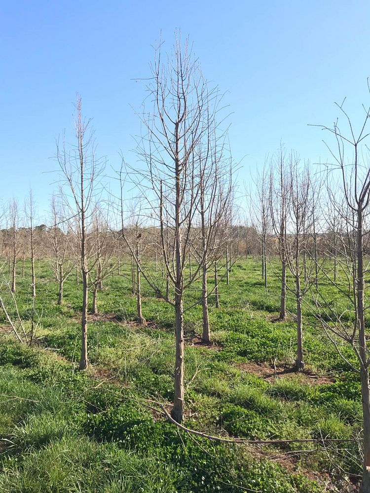 taxodium-distichum-mickelson-bald-cypress-shawnee-brave