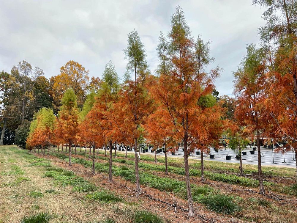 taxodium-distichum-mickelson-bald-cypress-shawnee-brave