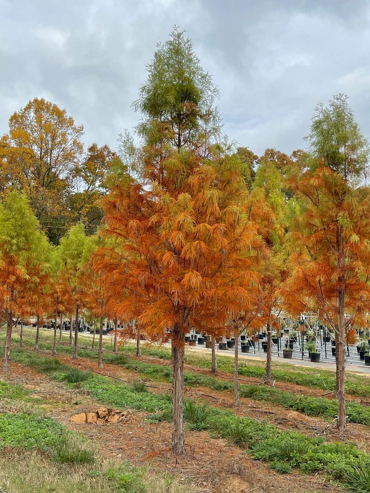 taxodium-distichum-mickelson-bald-cypress-shawnee-brave